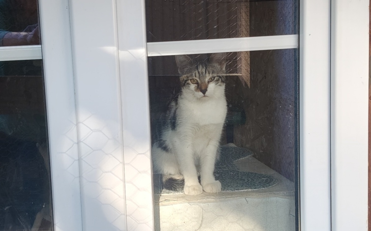 
        Kot patrzący przez okno.
    