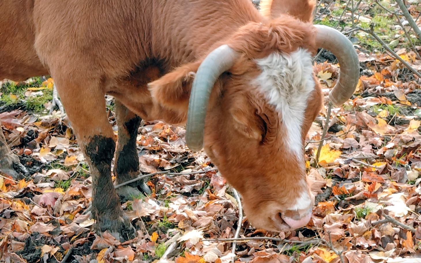 
        Krowa pasąca się wśród opadłych liści.
    