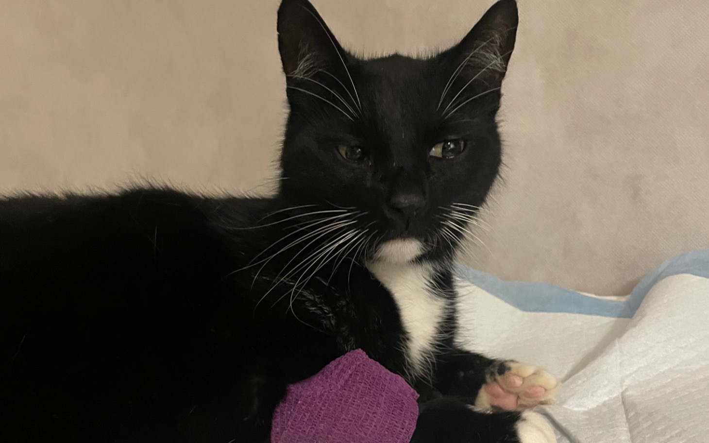 Czarny kot z bandażem na łapie, spokojnie leżący na poduszce.