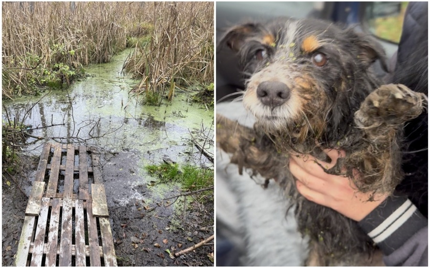 
        Zabłocona ścieżka wśród trzciny, z drewnianym mostkiem.
    