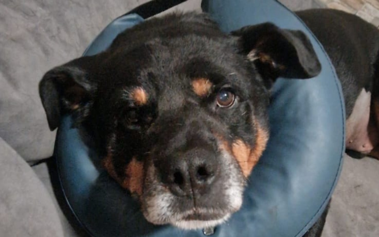 
        Pies z kołnierzem ochronnym, patrzący smutno w obiektyw.
    