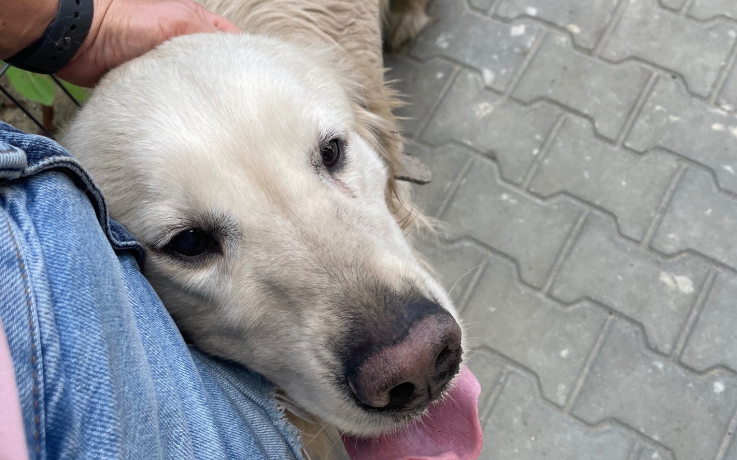 Złoty retriever przytulający się do właściciela na ulicy.