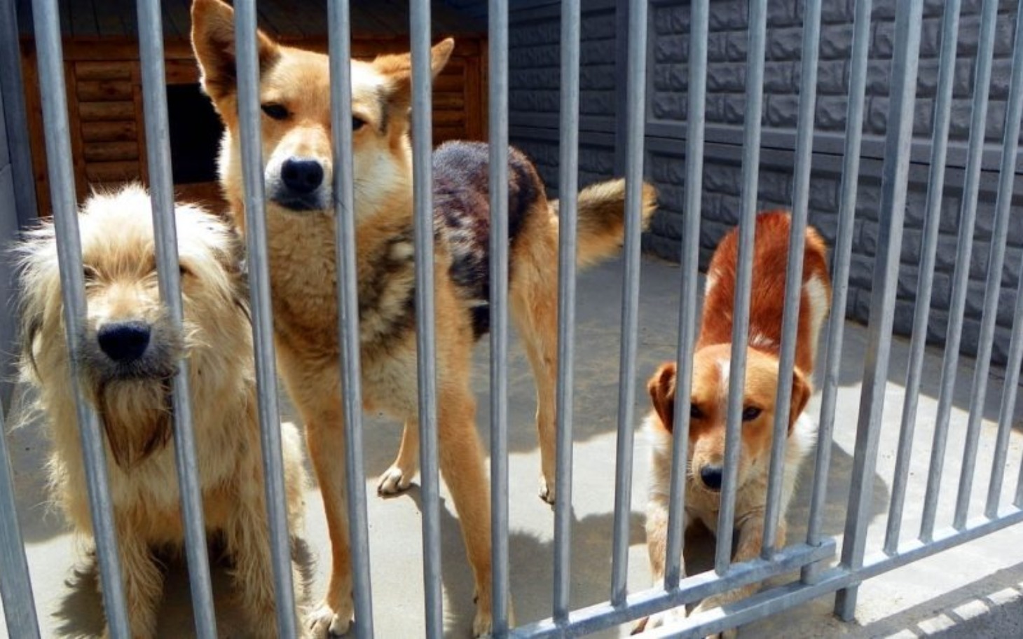 
        Trzy psy w klatce w schronisku.
    