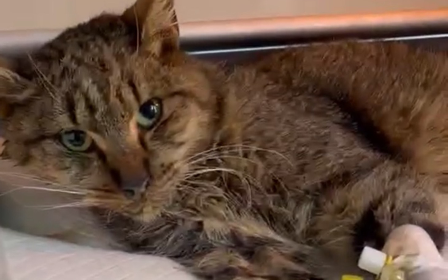 
        Chory kot leżący na stole, z kroplówką w łapie.
    