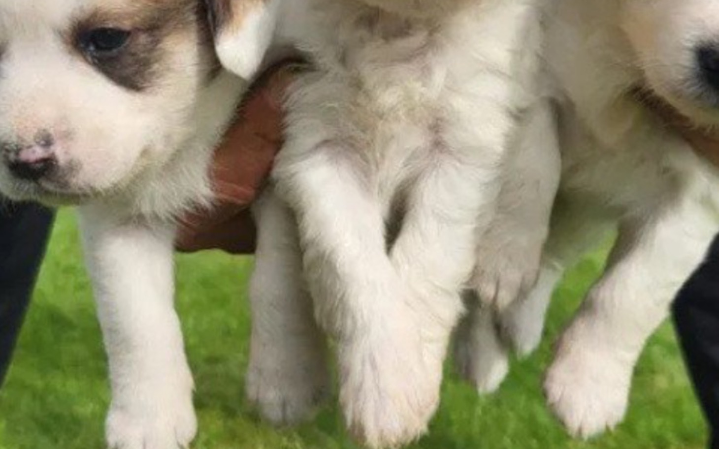 
        Dwa szczeniaki trzymane w rękach, z uroczo wyglądającymi łapkami.
    