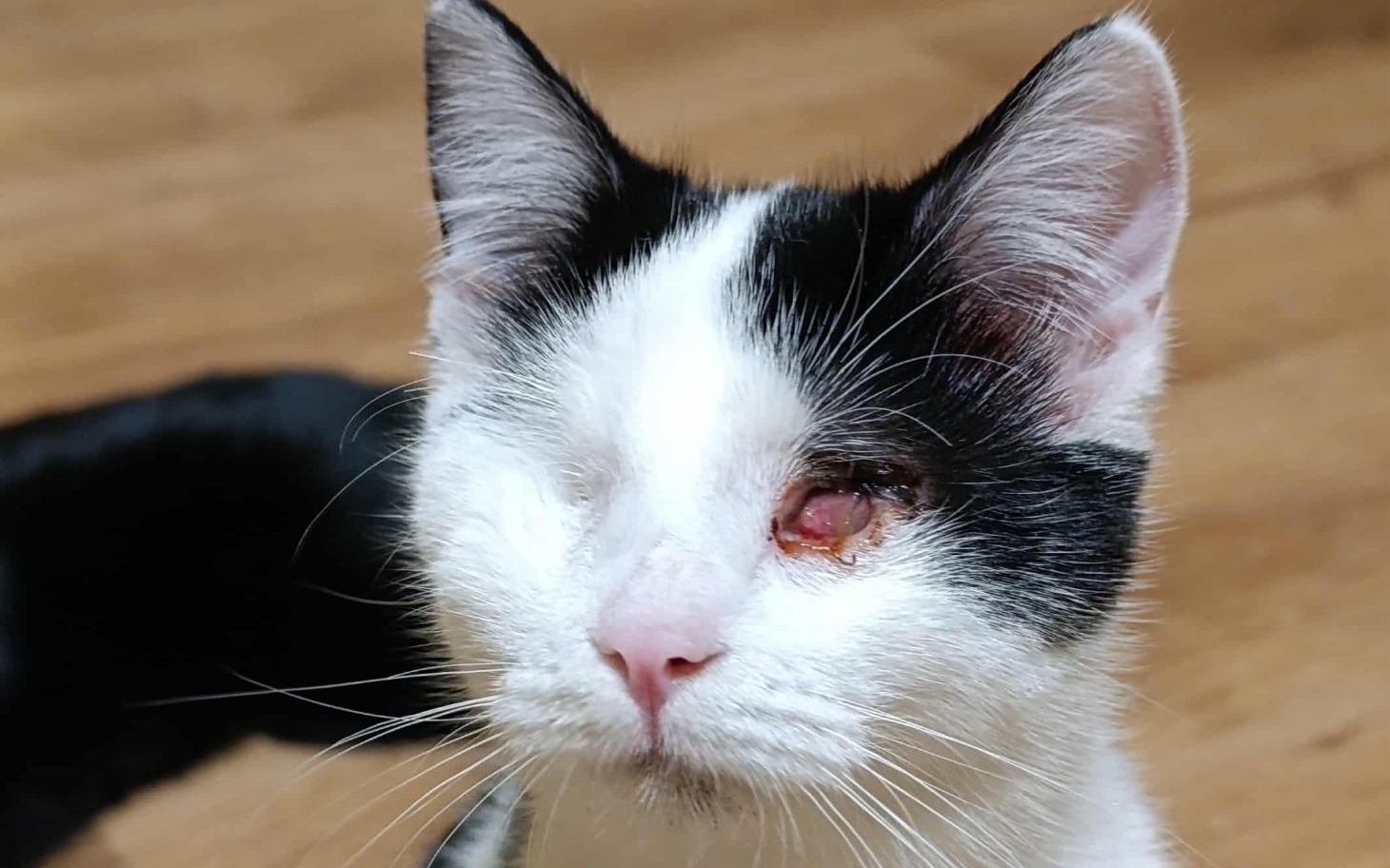 
        Kot z jednym okiem, patrzący w obiektyw.
    