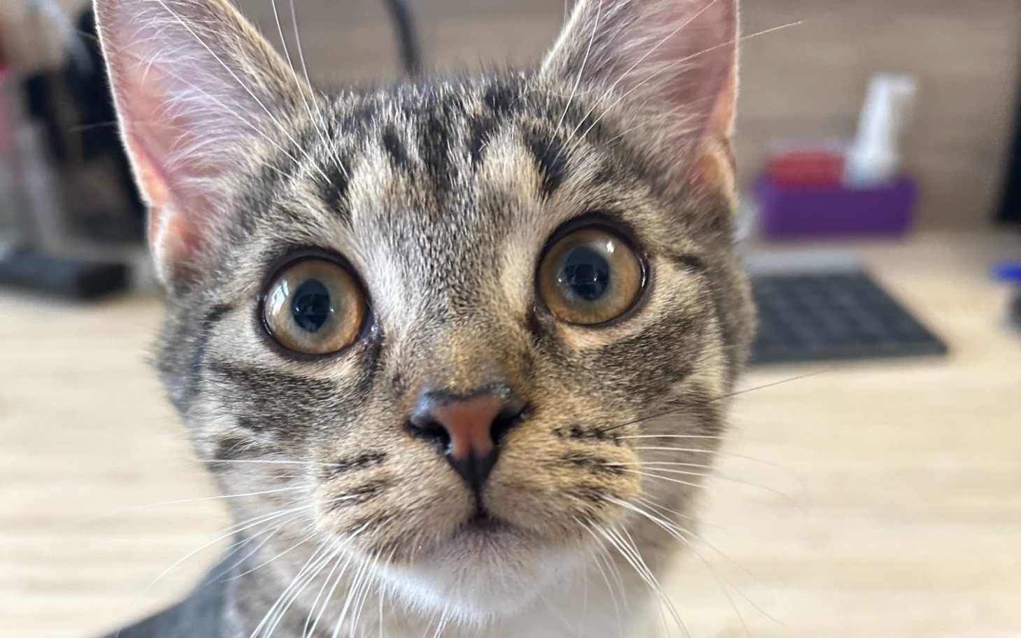 
        Młody kot z dużymi oczami, patrzący na kamerę.
    