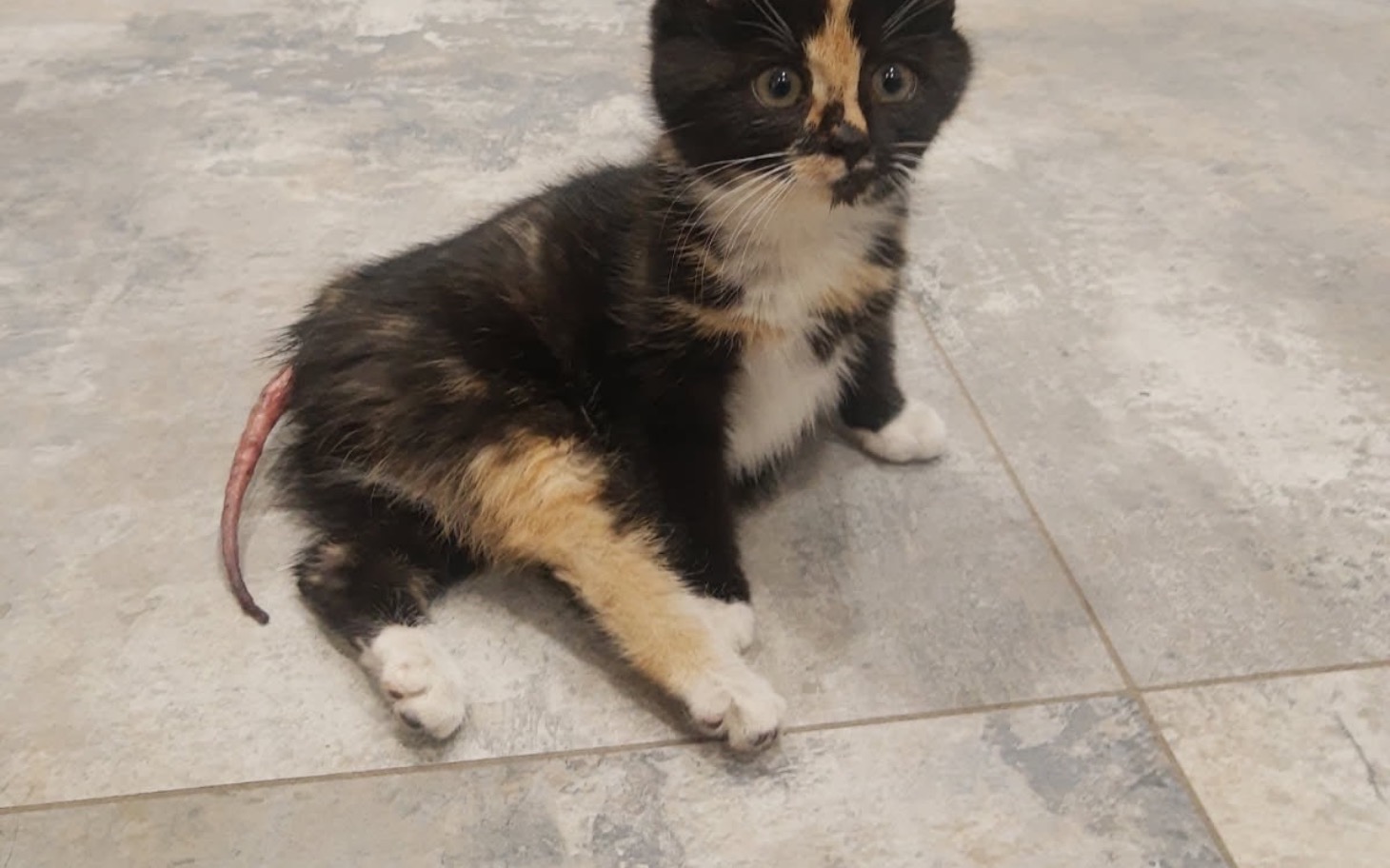 
        Kotek siedzący na podłodze.
    