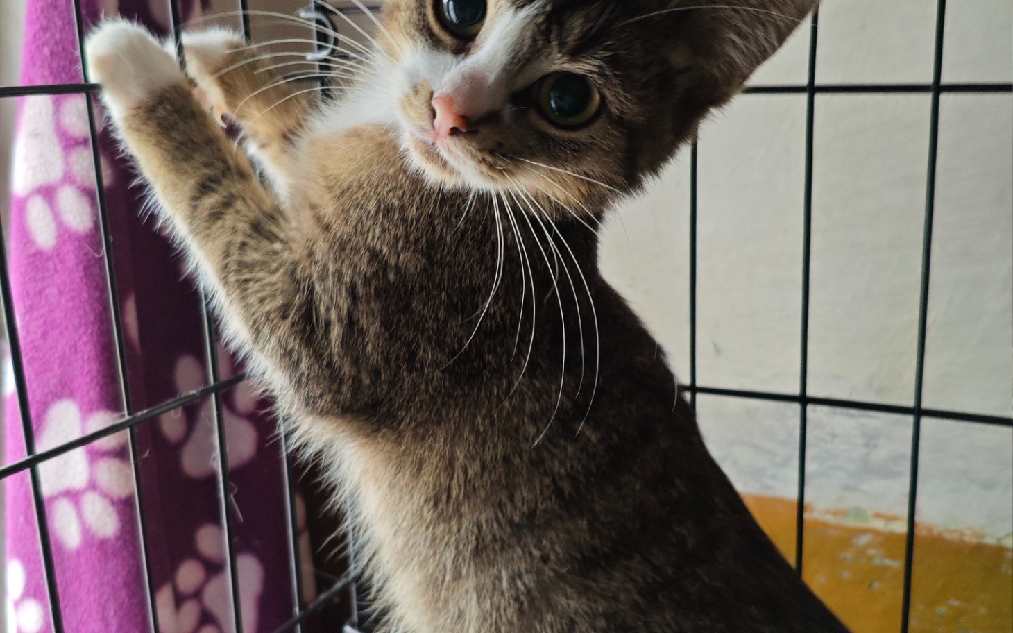 
        Kot wspinający się na klatkę, z ciekawym wyrazem twarzy.
    