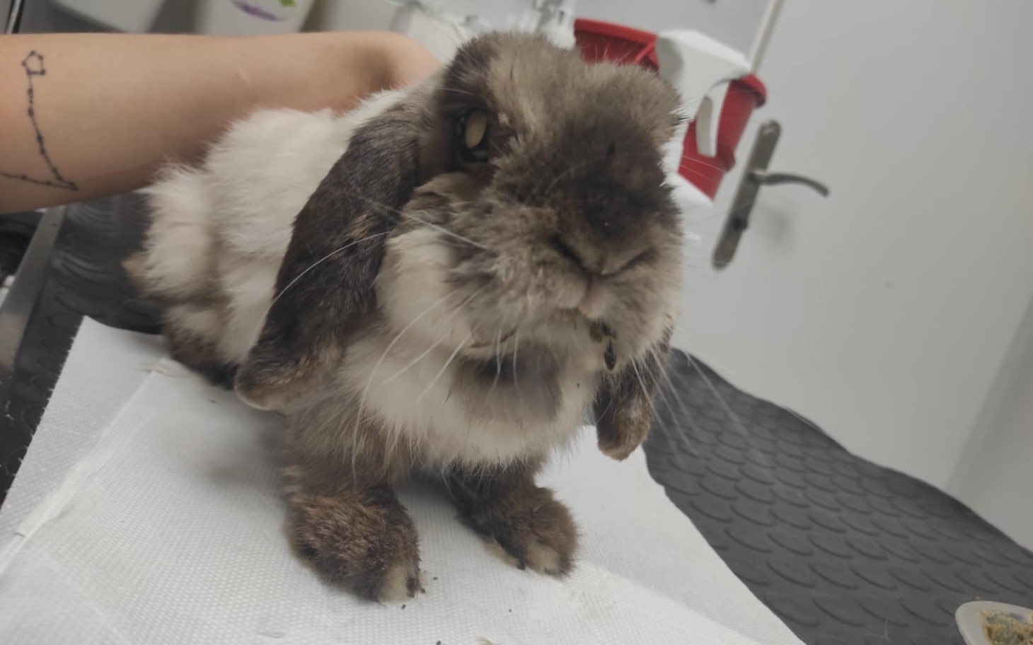 
        Królika z długimi uszami, siedzącego na stole.
    