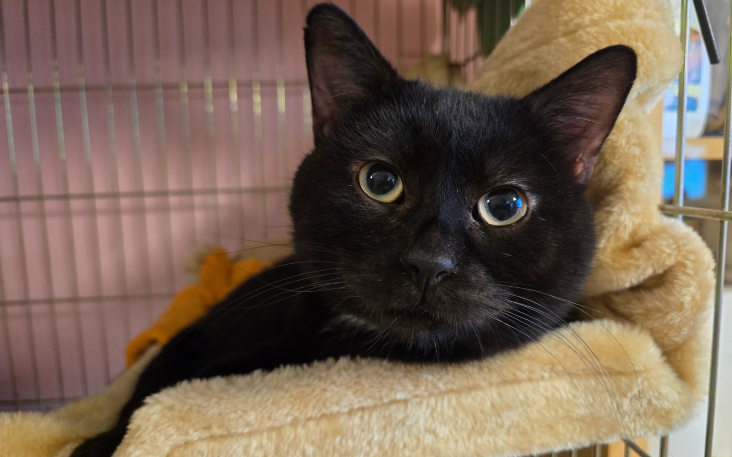 
        Czarny kot z dużymi oczami odpoczywający w kocie.
    