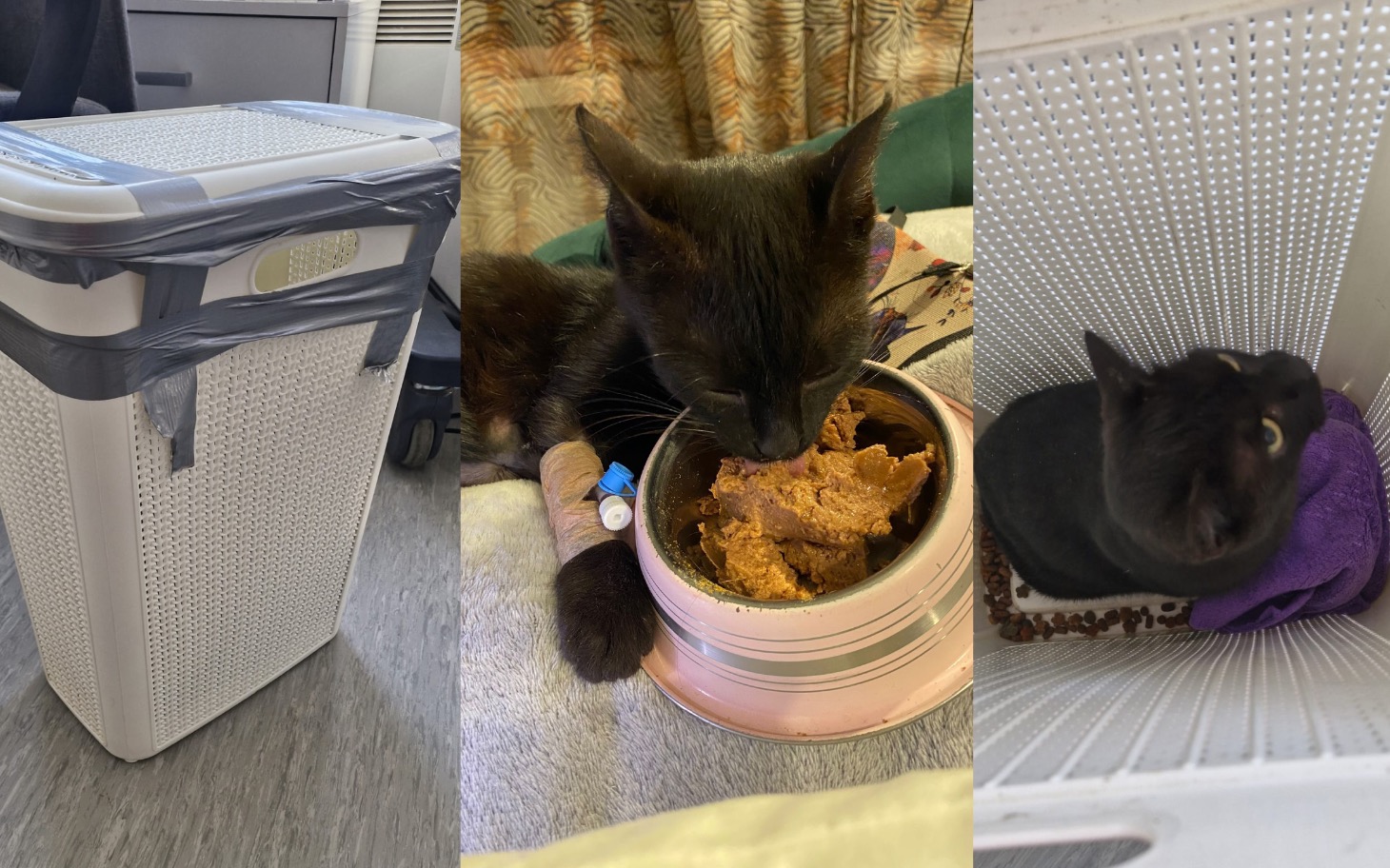 
        Czarny kot jedzący z miski, otoczony przedmiotami.
    