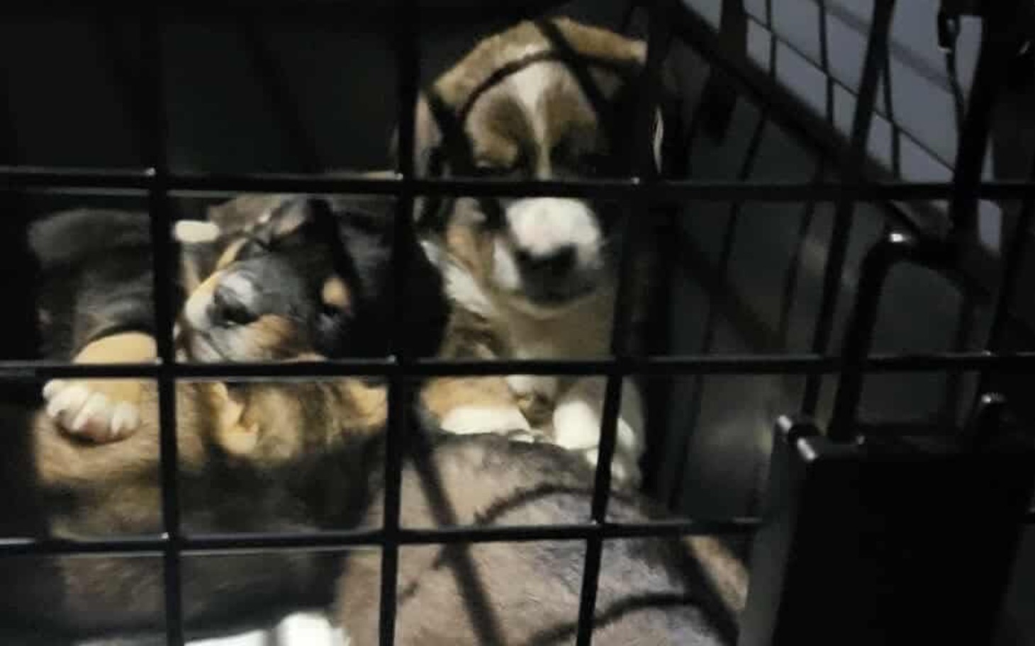 
        Szczeniaki śpiące w klatce, przytulone do siebie.
    