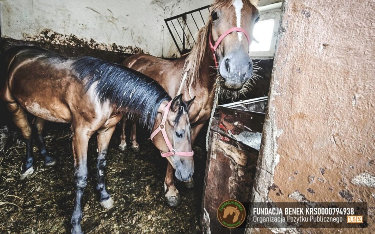 
        Dwa konie w stajni, z widocznymi detalami ich sierści.
    