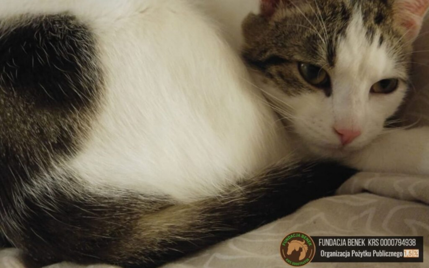 
        Kot leży na łóżku, wygląda na zrelaksowanego i spokojnego.
    