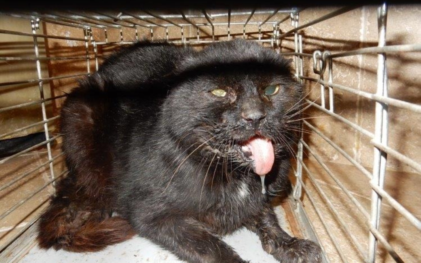 
        Czarny kot w klatce, wyglądający na zaniedbanego.
    