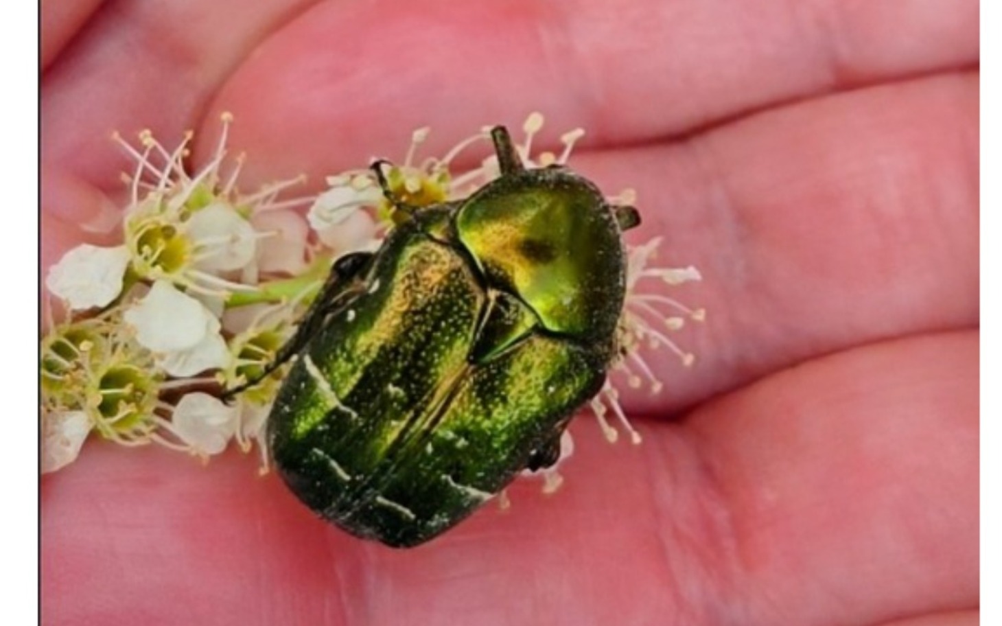 
        Zielony chrząszcz na dłoni, otoczony białymi kwiatami.
    