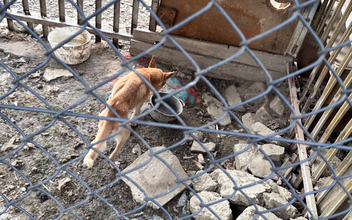 
        Rudy pies bada miskę w zniszczonym pomieszczeniu, otoczony przez metalowe elementy.
    