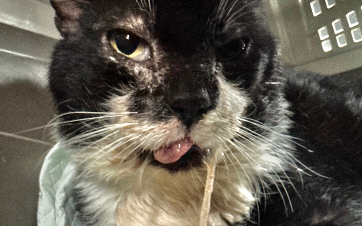 
        Kobieta biegająca z dwoma psami na leśnej drodze.
    