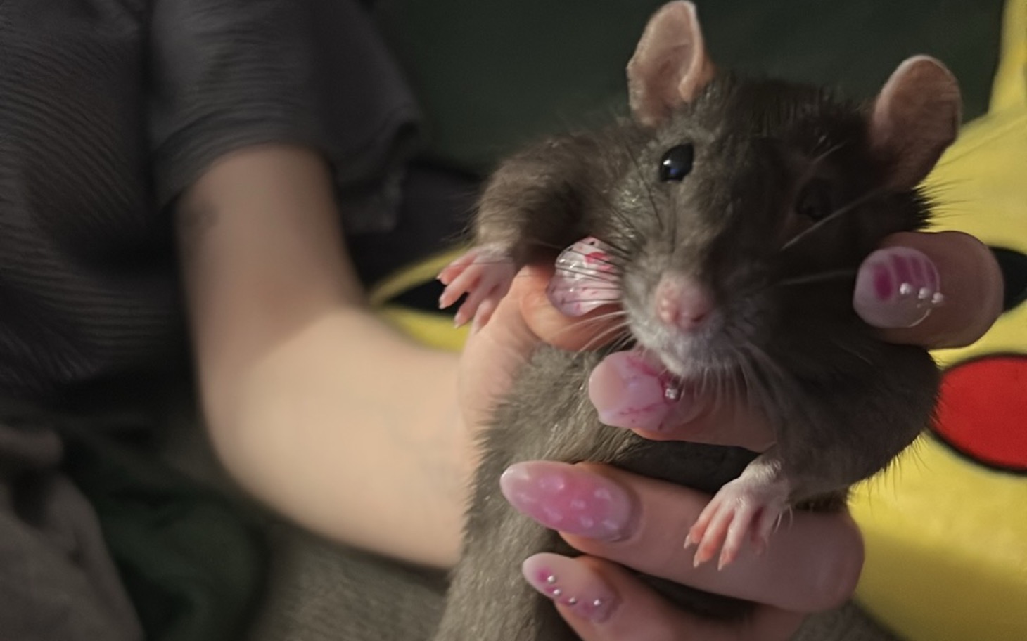 
        Szczur trzymany w dłoni, z różowymi paznokciami na tle poduszki.
    