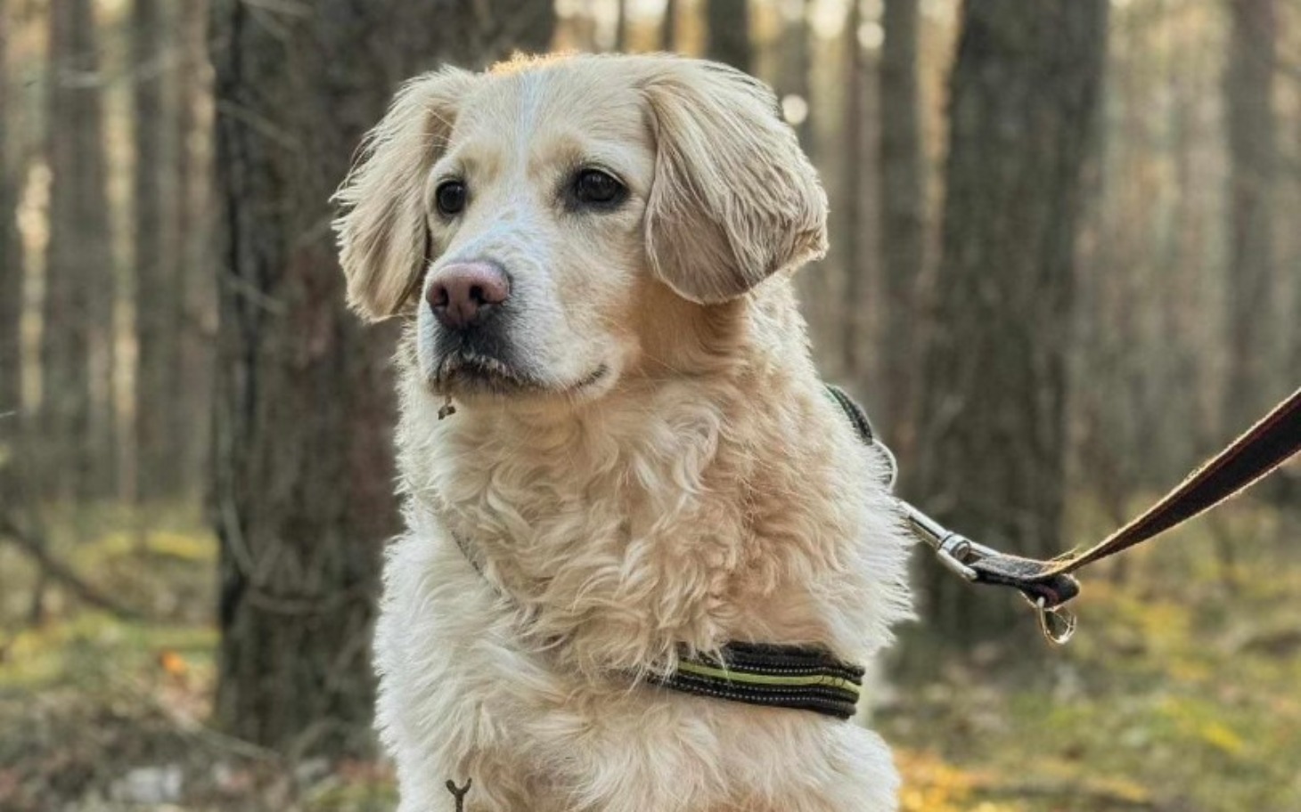 
        Pies na smyczy, patrzący w dal w lesie.
    