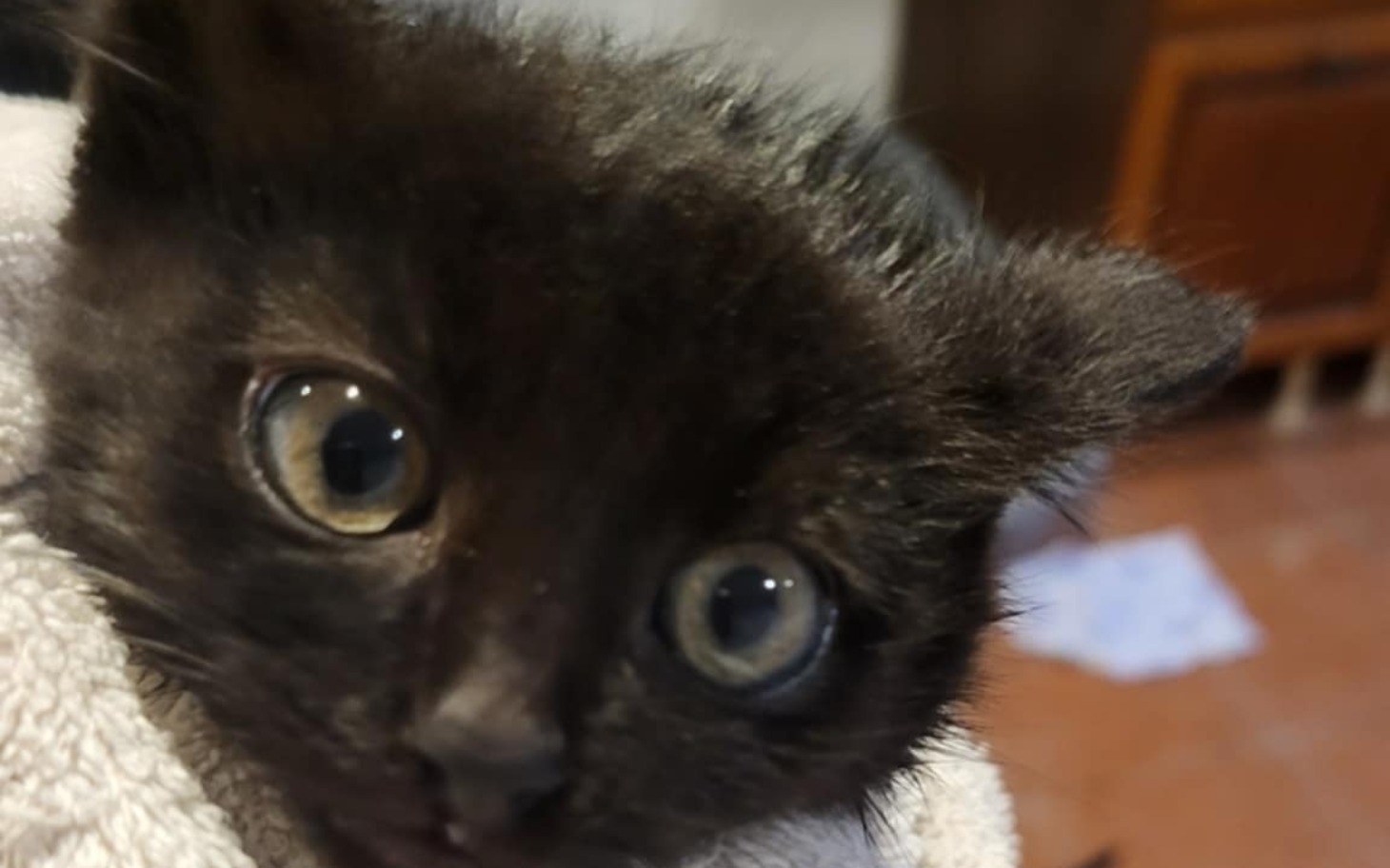 
        Mały czarny kotek z dużymi oczami, owinięty w ręcznik.
    