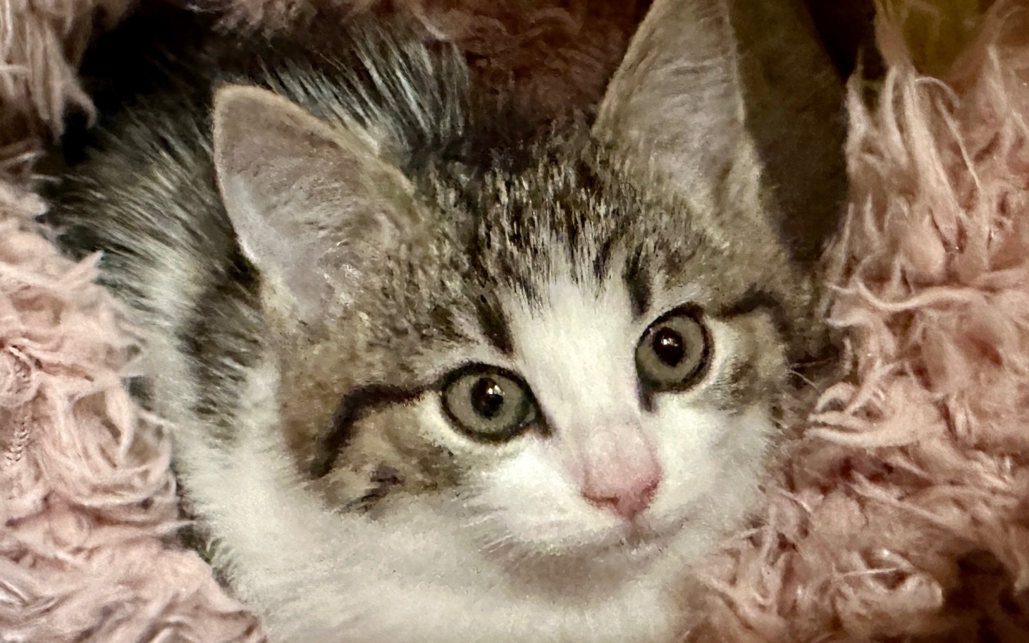 
        Mały kotek leżący na różowym kocyku, z dużymi oczami.
    