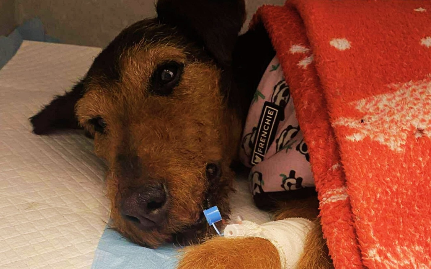 
        Chory pies w szpitalu weterynaryjnym, przykryty kocem.
    