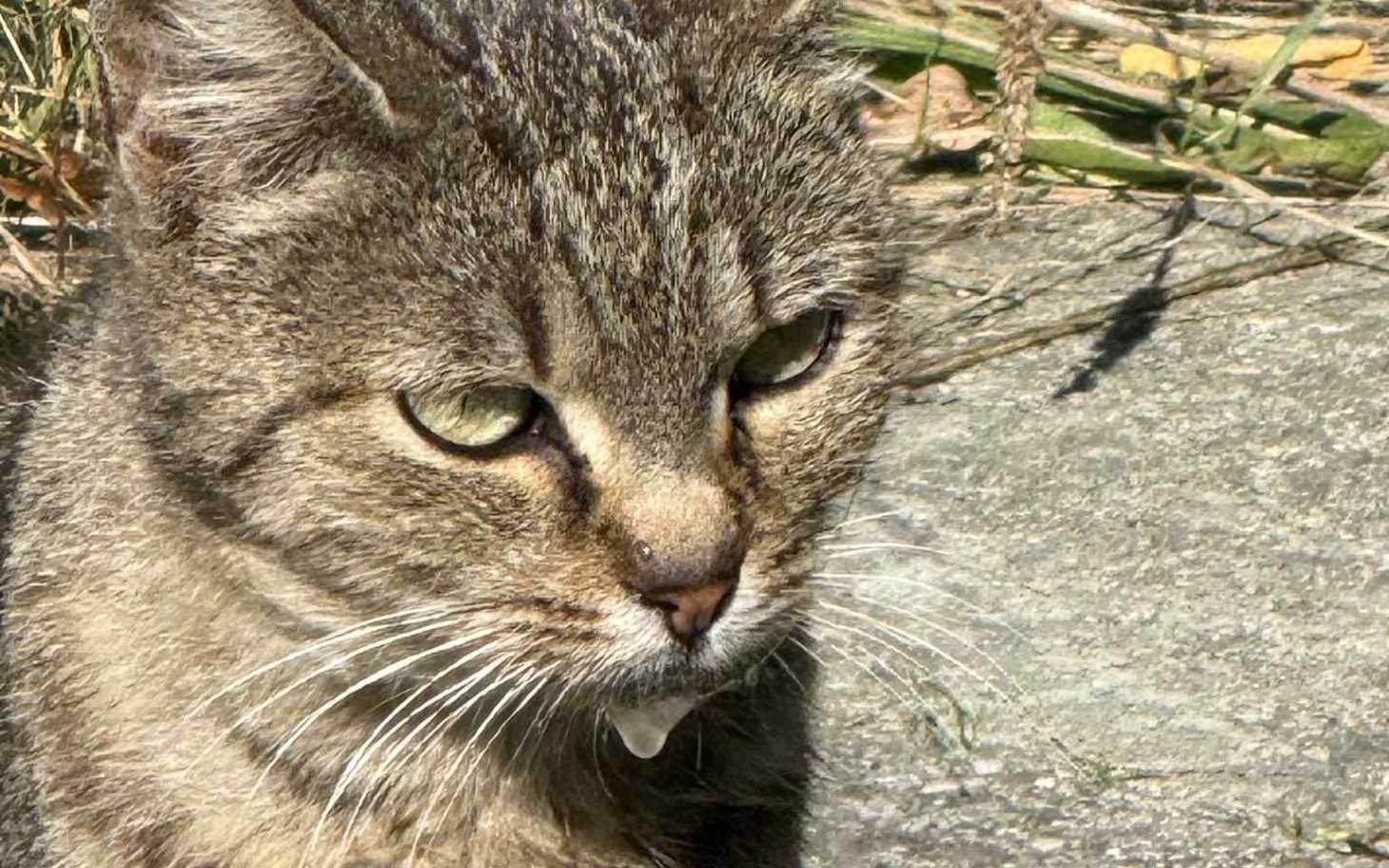 
        Zbliżenie na kota z wyrazistymi oczami.
    