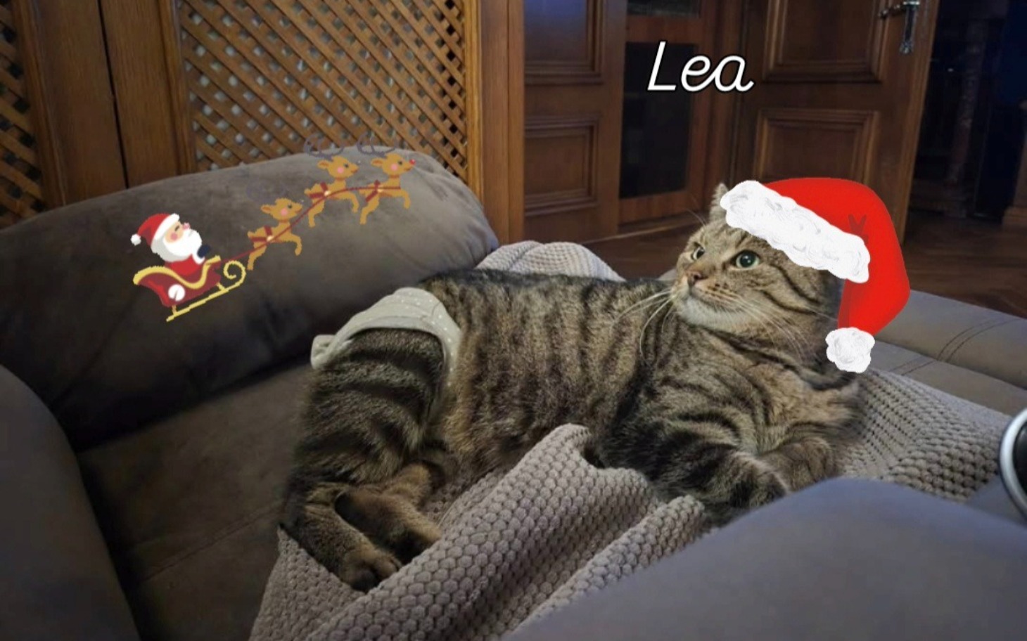 
        Kot w świątecznym kapeluszu leży na kanapie.
    