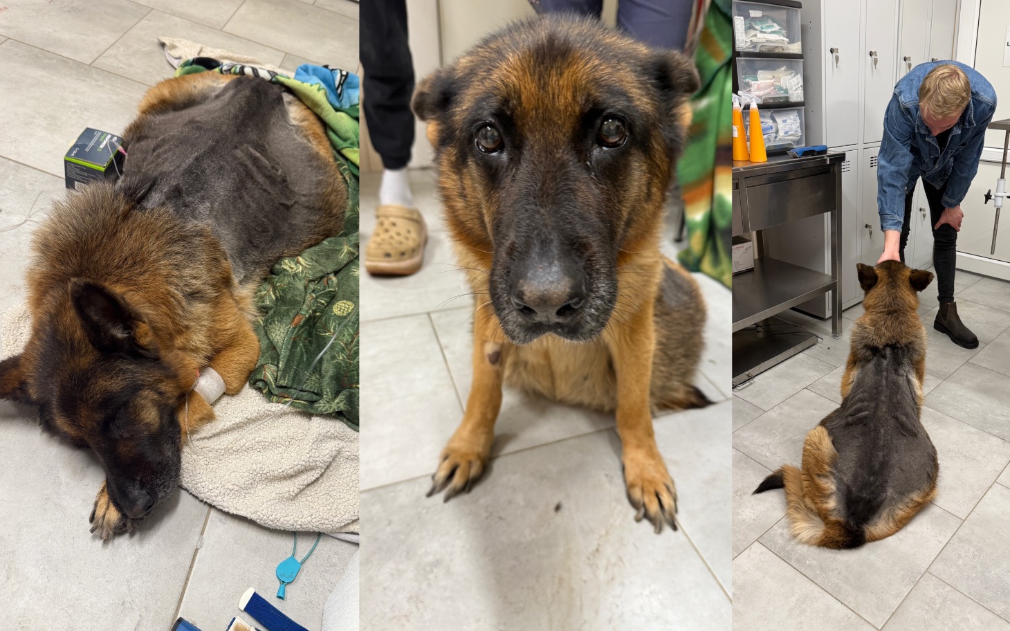 
        Pies w klinice weterynaryjnej, leżący na podłodze.
    