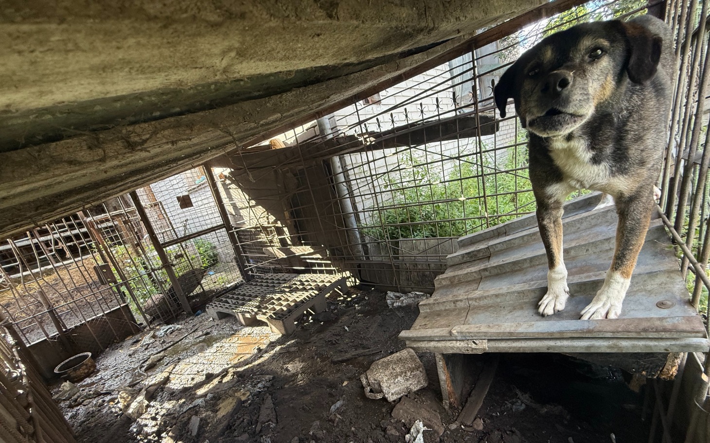 
        Pies stojący na dachu budy w zniszczonym schronisku.
    