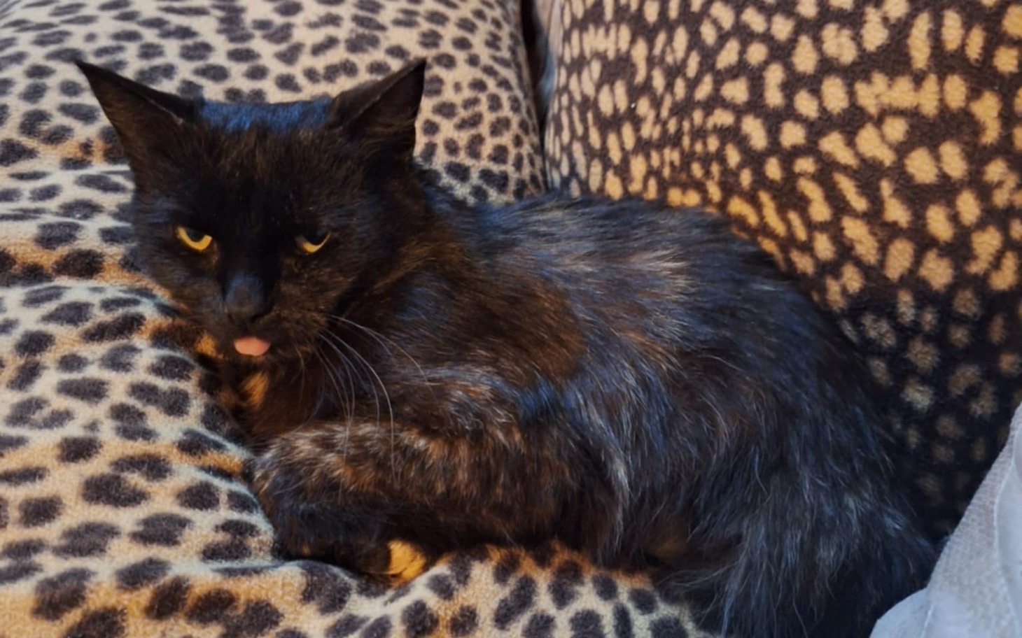 
        Czarny kot leżący na kanapie, z wyrazem niezadowolenia.
    