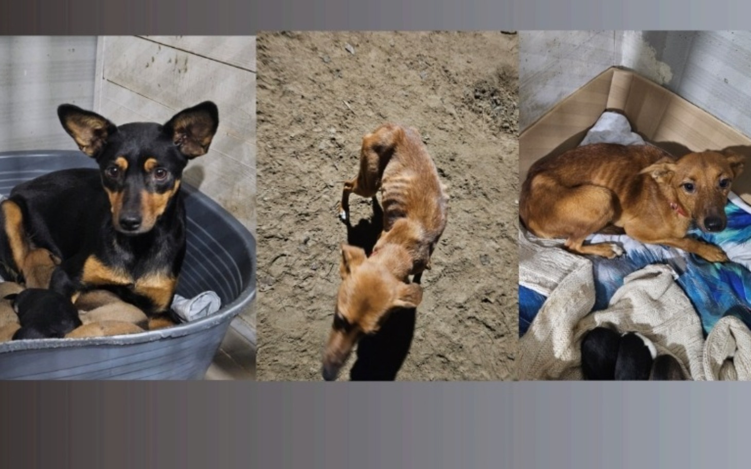 
        Trzy psy w różnych pozach, w tym jeden w misce.
    