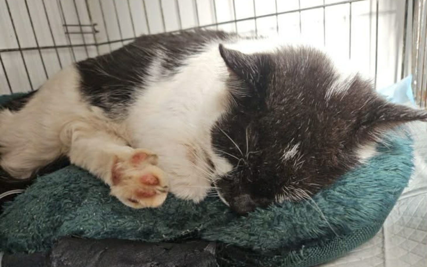 
        Kot śpiący na miękkim kocyku.
    