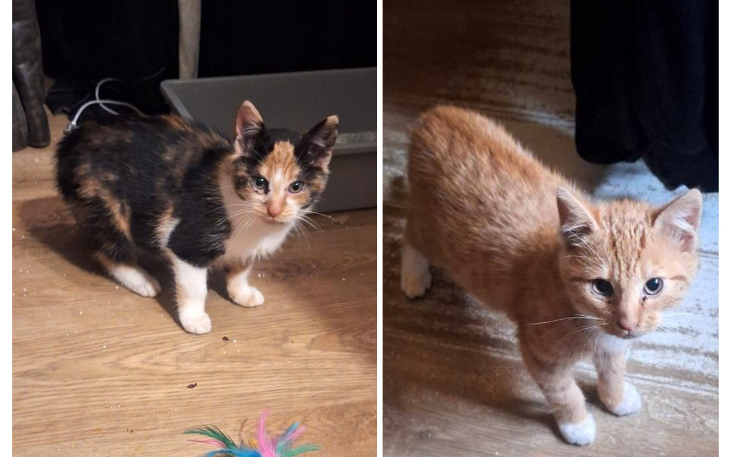 
        Dwa małe koty, jeden tricolorowy, drugi rudy, w domowym otoczeniu.
    