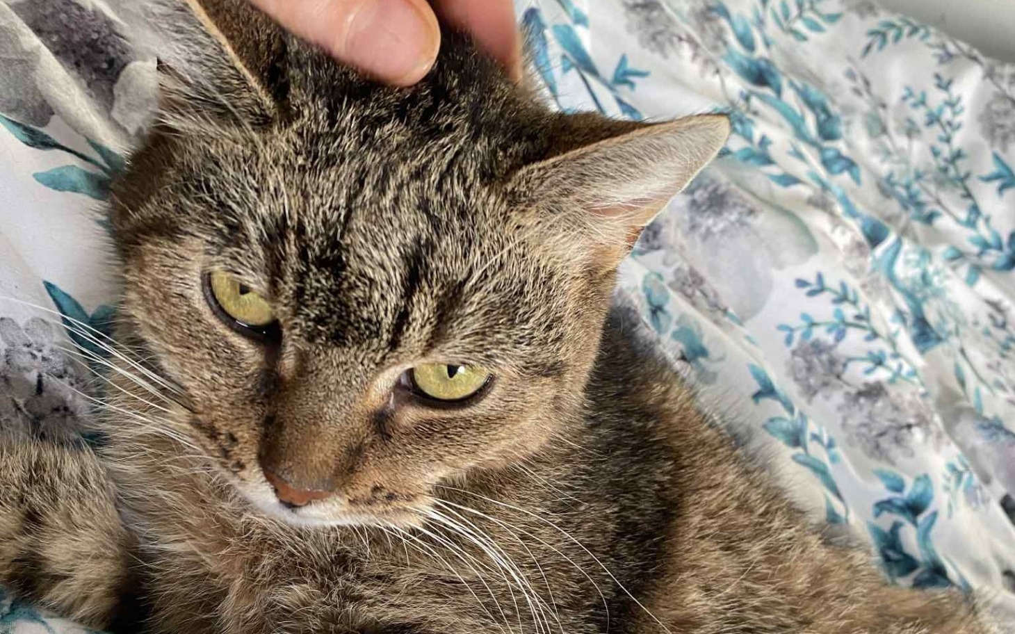 
        Kot relaksujący się na łóżku, z wyrazem spokoju na twarzy.
    