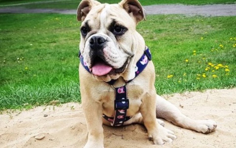 
        Zbiórka Zbiórka dla Mamby na chore nóżki - zdjęcie główne
    