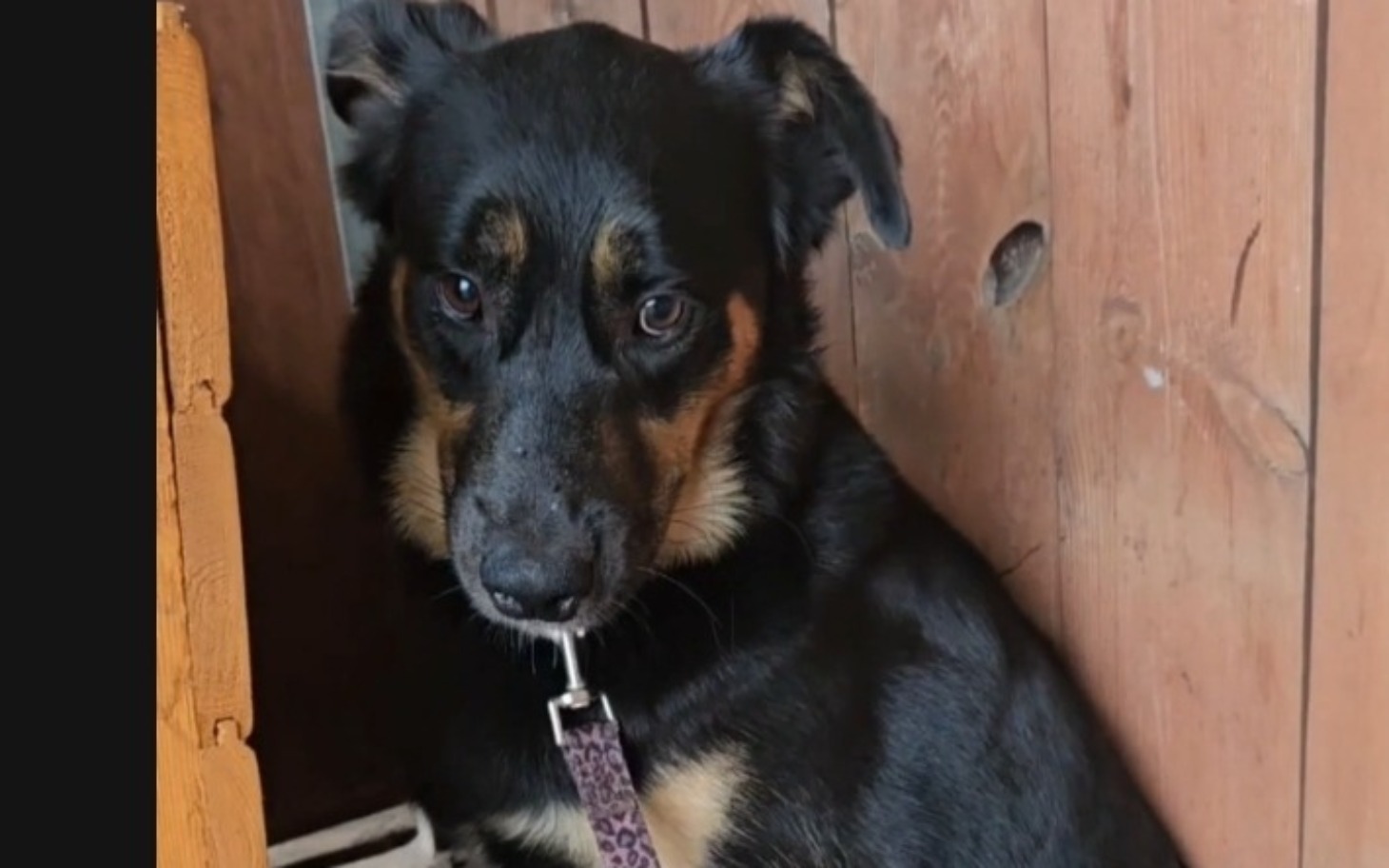 
        Czarny pies siedzący w drewnianej budzie, wygląda na smutnego.
    