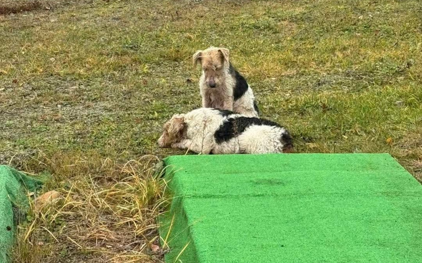 
        Dwa psy odpoczywające na zielonym tle w plenerze.
    