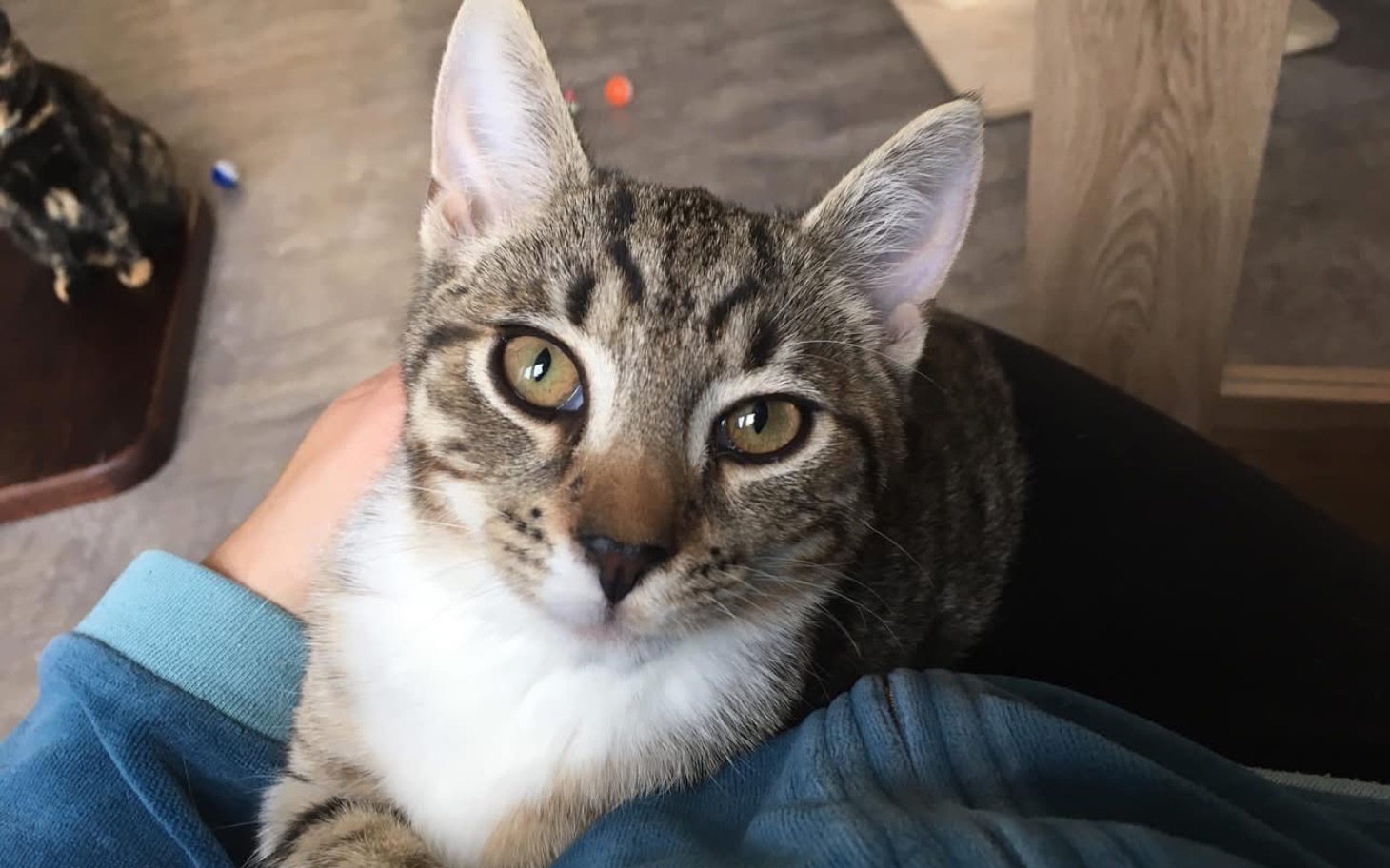 
        Kot siedzący na kolanach, z wyrazem ciekawości.
    