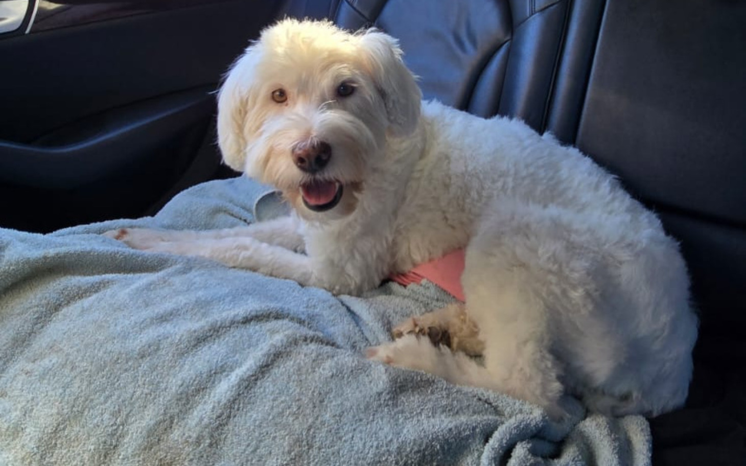 
        Biały pies siedzi na kocu w samochodzie.
    