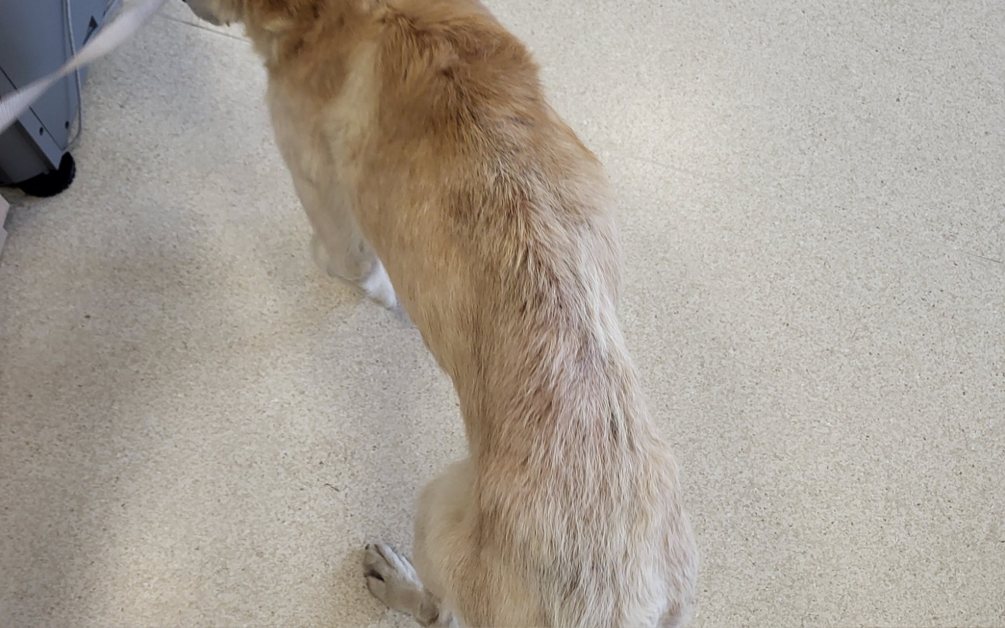 
        Pies w lecznicy weterynaryjnej.
    