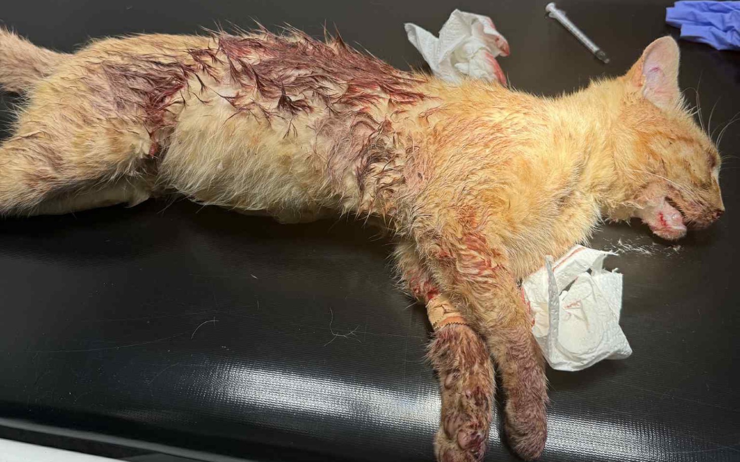 
        Ranny kot, potrzebujący pomocy weterynaryjnej.
    