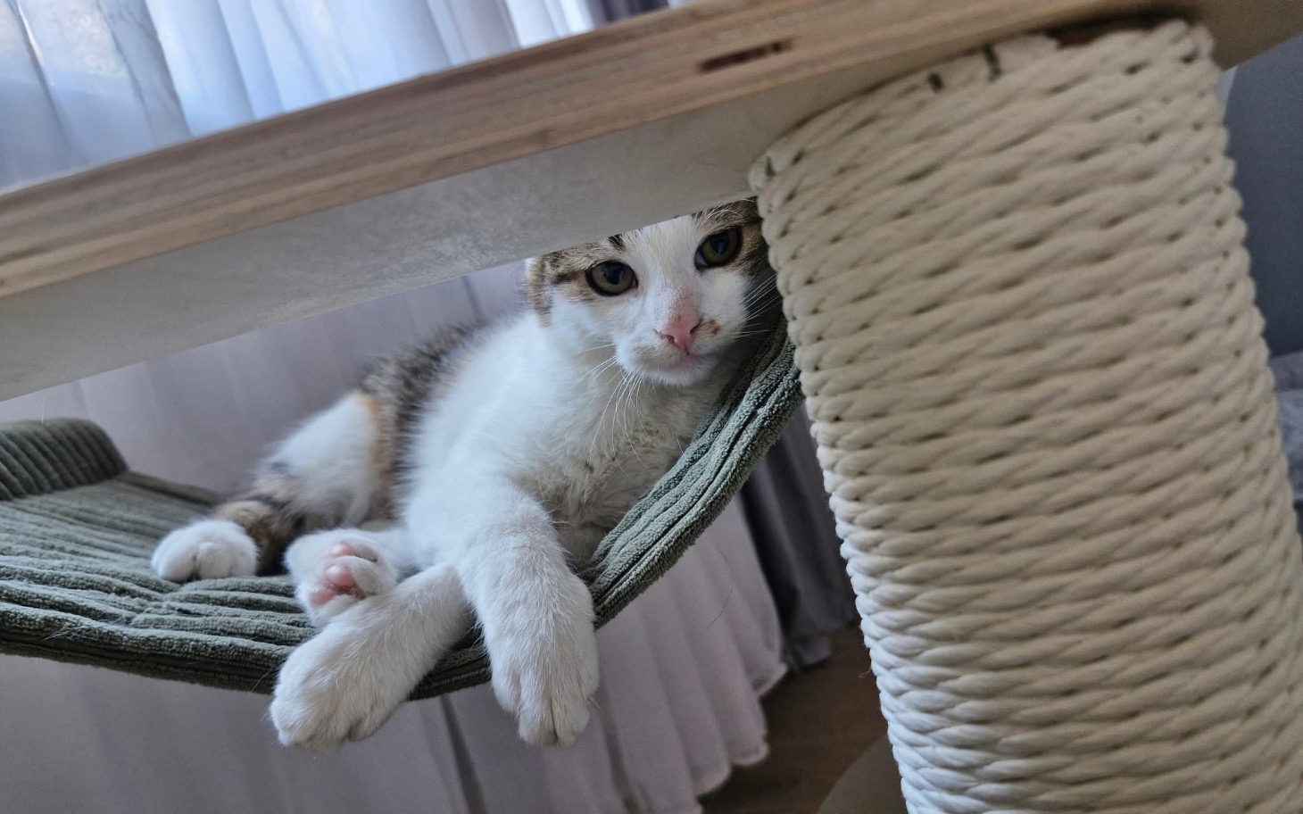 
        Kot leżący na hamaku, zrelaksowany i wygodny.
    