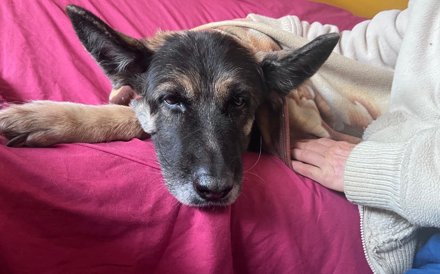 
        Pies leży na różowej pościeli, wygląda na zmęczonego.
    