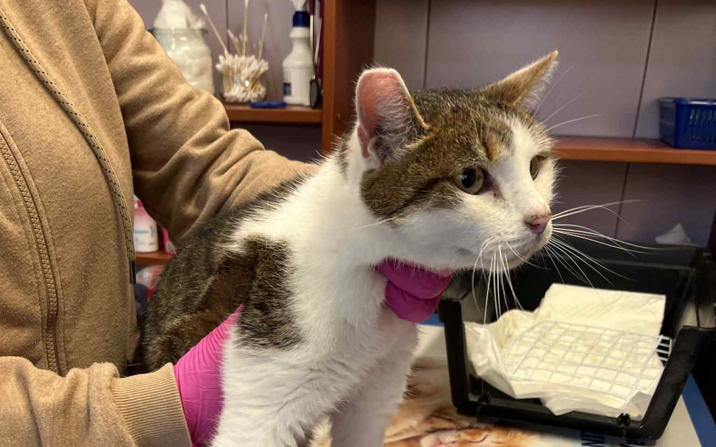 
        Kot w rękach weterynarza, z troską i opieką.
    