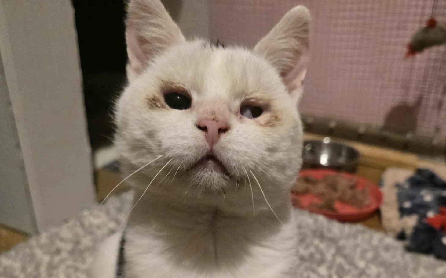 
        Biały kot z wyrazem twarzy pełnym spokoju.
    