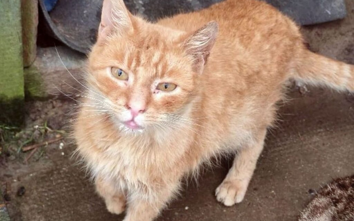 
        Rudy kot z wyrazistym spojrzeniem, stojący na ziemi.
    