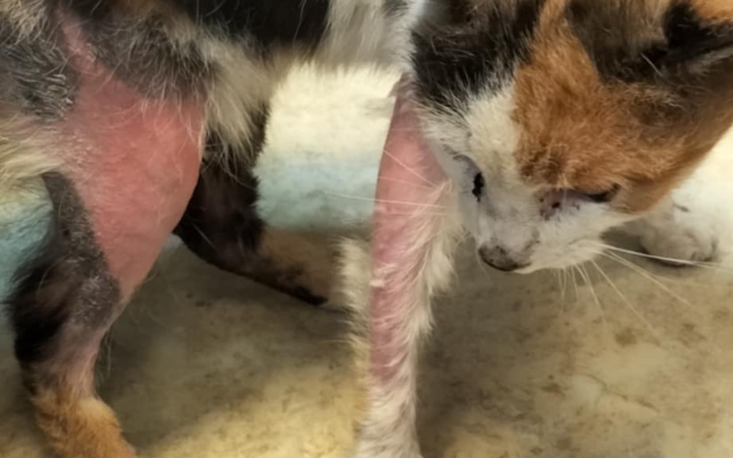 
        Chory kot z widocznymi ranami na łapach.
    